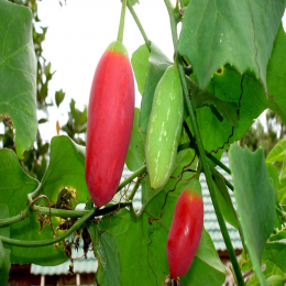 SBJEI-FRESH IVORY GOURD